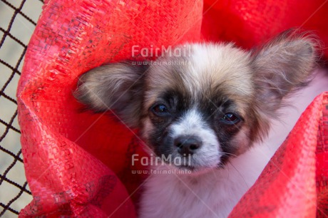 Fair Trade Photo Activity, Animals, Colour image, Cute, Dog, Looking at camera, Peru, Puppy, South America
