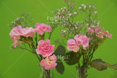 Fair Trade Photo Closeup, Colour image, Flower, Love, Mothers day, Peru, Pink, Rose, South America, Studio, Thank you, Valentines day