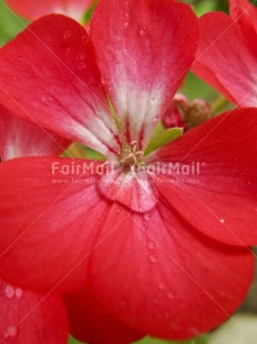 Fair Trade Photo Closeup, Colour image, Flower, Peru, Red, South America, Vertical, Waterdrop