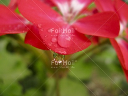 Fair Trade Photo Closeup, Colour image, Condolence-Sympathy, Flower, Focus on foreground, Green, Horizontal, Nature, Peru, Red, South America, Spirituality, Sustainability, Values, Waterdrop