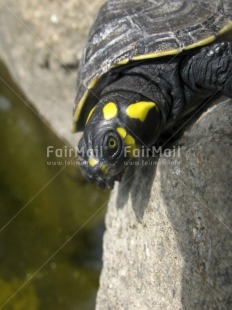 Fair Trade Photo Animals, Colour image, Day, Low angle view, Outdoor, Peru, South America, Turtle, Vertical, Wildlife