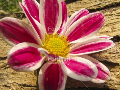 Fair Trade Photo Closeup, Colour image, Day, Flower, Horizontal, Nature, Outdoor, Peru, Pink, South America, Tree, Yellow