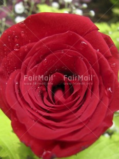 Fair Trade Photo Closeup, Colour image, Day, Flower, Love, Outdoor, Peru, Red, Rose, South America, Valentines day, Vertical, Waterdrop