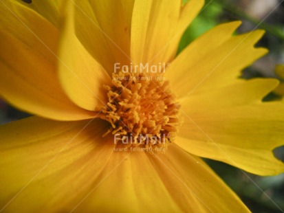 Fair Trade Photo Closeup, Colour image, Day, Flower, Horizontal, Nature, Outdoor, Peru, South America, Yellow