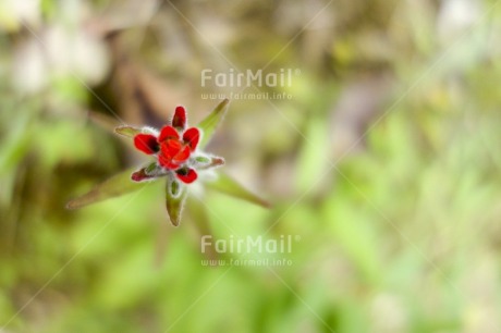 Fair Trade Photo Colour image, Day, Flower, Focus on foreground, Green, Horizontal, Outdoor, Peru, Red, South America