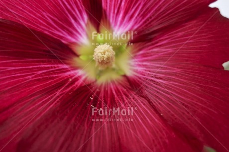 Fair Trade Photo Closeup, Colour image, Day, Flower, Horizontal, Outdoor, Peru, Red, South America