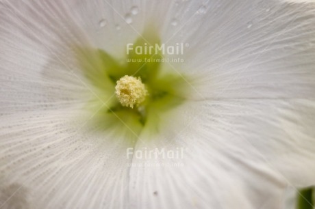 Fair Trade Photo Closeup, Colour image, Condolence-Sympathy, Day, Flower, Horizontal, Marriage, Outdoor, Peru, South America, White