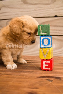 Fair Trade Photo Animals, Colour image, Colourful, Cute, Dog, Letters, Love, Peru, Puppy, South America, Text, Valentines day, Vertical, Wood