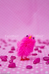 Fair Trade Photo Birth, Chick, Colour image, Girl, New baby, People, Peru, Pink, South America, Vertical