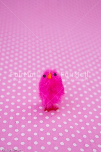 Fair Trade Photo Birth, Chick, Colour image, Girl, New baby, People, Peru, Pink, South America, Vertical