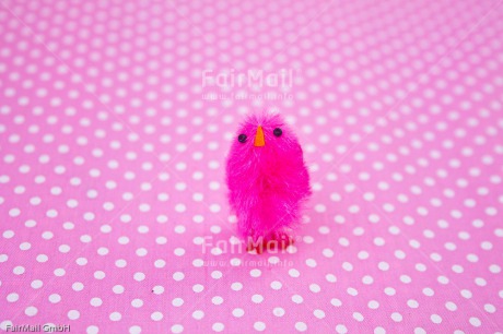 Fair Trade Photo Birth, Chick, Colour image, Girl, Horizontal, New baby, People, Peru, Pink, South America
