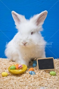 Fair Trade Photo Adjective, Animal, Animals, Birthday, Blackboard, Blue, Colour, Congratulations, Easter, Egg, Food and alimentation, Nest, Object, Rabbit, Vertical