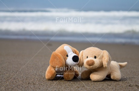 Fair Trade Photo Animals, Colour image, Dog, Friendship, Horizontal, Peru, South America, Together