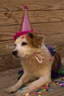 Fair Trade Photo Animals, Birthday, Colour image, Dog, Hat, Party, Peru, South America, Vertical