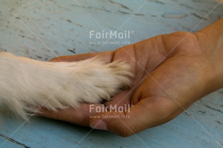 Fair Trade Photo Animals, Care, Colour image, Dog, Friendship, Hand, Horizontal, Love, Peru, South America