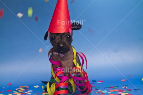 Fair Trade Photo Animals, Birthday, Colour image, Dog, Funny, Hat, Horizontal, Peru, Puppy, South America