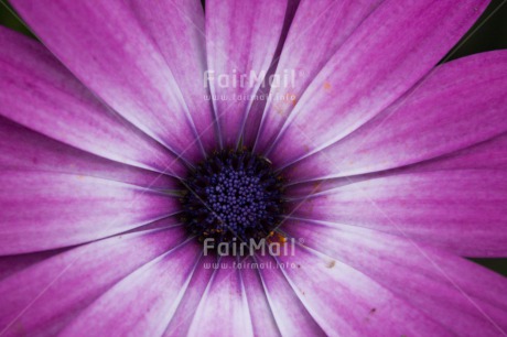 Fair Trade Photo Colour image, Flower, Friendship, Horizontal, Mothers day, Peru, South America
