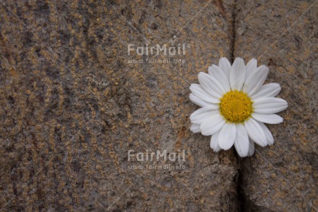 Fair Trade Photo Artistique, Colour image, Daisy, Flower, Horizontal, Peru, South America