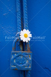 Fair Trade Photo Blue, Colour image, Door, Flower, House, New home, Peru, South America, Vertical, White