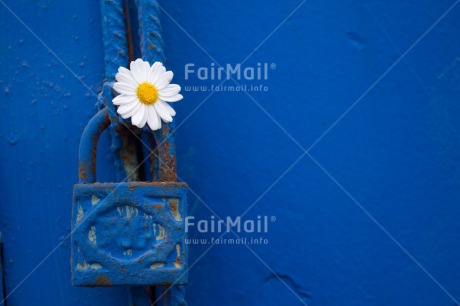 Fair Trade Photo Blue, Colour image, Door, Flower, Horizontal, House, New home, Peru, South America, White