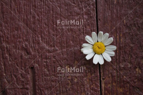 Fair Trade Photo Brown, Colour image, Flower, Horizontal, Love, Mothers day, Peru, Sorry, South America, Thank you, Valentines day, White, Wood