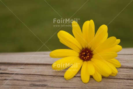 Fair Trade Photo Colour image, Fathers day, Flower, Grass, Green, Horizontal, Love, Mothers day, Peru, Sorry, South America, Valentines day, Wood, Yellow