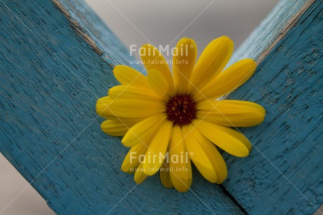 Fair Trade Photo Blue, Colour image, Fathers day, Flower, Horizontal, Love, Mothers day, Peru, Sorry, South America, Valentines day, Wood, Yellow