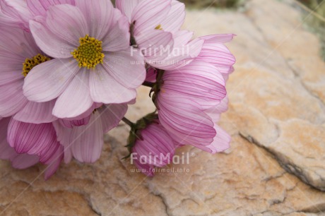 Fair Trade Photo Colour image, Condolence-Sympathy, Day, Fathers day, Flower, Flowers, Horizontal, Light, Love, Mothers day, Peru, Purple, Sorry, South America, Stone, Thank you, Valentines day