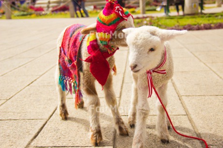 Fair Trade Photo Animals, Brother, Clothing, Colour image, Day, Friendship, Funny, Goat, Hat, Horizontal, Love, Outdoor, Peru, Rural, Seasons, Sister, Smile, Smiling, South America, Winter