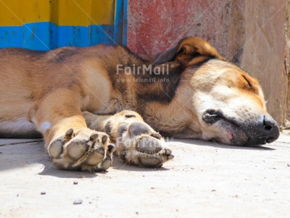 Fair Trade Photo Activity, Animals, Colour image, Day, Dog, Horizontal, Outdoor, Peru, Sleeping, South America, Street