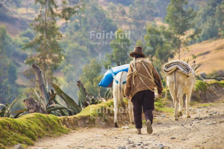 Fair Trade Photo Activity, Animals, Clothing, Colour image, Culture, Day, Donkey, Farmer, Horizontal, Latin, Man, Mountain, Nature, Outdoor, Path, People, Peru, Rural, South America, Traditional clothing, Walking