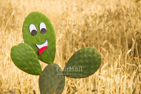 Fair Trade Photo Cactus, Colour image, Day, Funny, Green, Greeting, Horizontal, Nature, Outdoor, Peru, South America