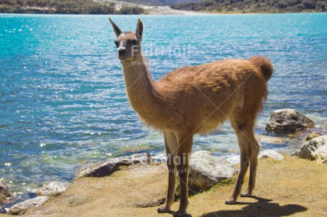 Fair Trade Photo Animals, Colour image, Day, Horizontal, Lake, Llama, Mountain, Nature, Outdoor, Peru, Rural, South America