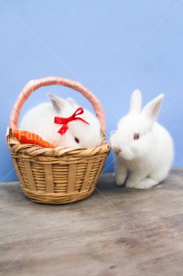 Fair Trade Photo Activity, Animals, Basket, Carrot, Colour image, Couple, Cute, Easter, Female, Food and alimentation, Love, Male, Peru, Rabbit, Red, Ribbon, Seasons, Sitting, South America, Spring, Summer, Valentines day, Vertical, White