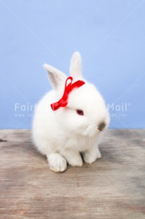 Fair Trade Photo Activity, Animals, Colour image, Cute, Easter, Peru, Rabbit, Red, Ribbon, Seasons, Sitting, South America, Spring, Summer, Vertical, White