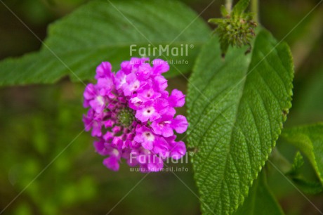 Fair Trade Photo Colour image, Fathers day, Flower, Gift, Love, Mothers day, Peru, Purple, Seasons, Sorry, South America, Spring, Thank you, Valentines day