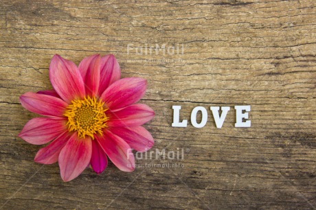 Fair Trade Photo Colour image, Flower, Letters, Love, Peru, Pink, South America, Text, Valentines day, Wood
