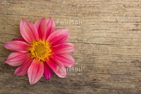 Fair Trade Photo Colour image, Fathers day, Flower, Love, Mothers day, Peru, Pink, Sorry, South America, Thank you, Valentines day, Wood