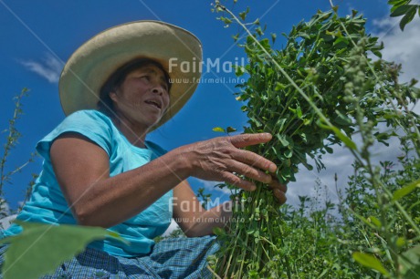 Fair Trade Photo 35-40 years, Activity, Agriculture, Day, Farmer, Harvest, Horizontal, Latin, Looking away, One woman, Outdoor, People, Portrait halfbody, Rural, Sombrero
