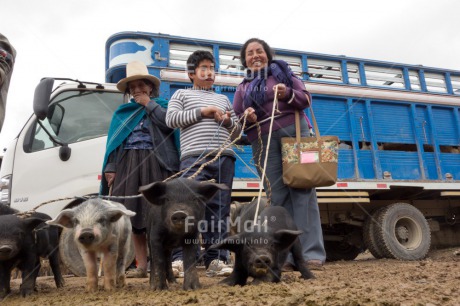 Fair Trade Photo Agriculture, Animals, Day, Family, Horizontal, Latin, Low angle view, Market, Outdoor, Pig, Rural, Selling, Smiling