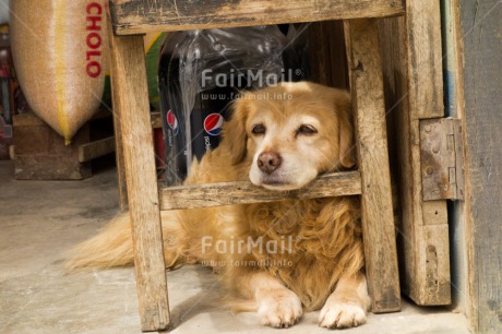 Fair Trade Photo Activity, Animals, Dailylife, Dog, Horizontal, Relaxing