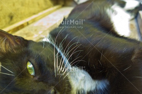 Fair Trade Photo Activity, Animals, Black, Cat, Closeup, Horizontal, Looking at camera
