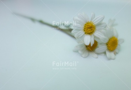 Fair Trade Photo Closeup, Colour image, Condolence-Sympathy, Flower, Horizontal, Peru, South America, Studio, Thinking of you, White