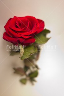 Fair Trade Photo Closeup, Colour image, Indoor, Love, Marriage, Peru, Red, Rose, South America, Studio, Valentines day, Vertical, Wedding, White