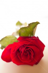 Fair Trade Photo Closeup, Colour image, Indoor, Love, Marriage, Peru, Red, Rose, South America, Studio, Valentines day, Vertical, Wedding, White