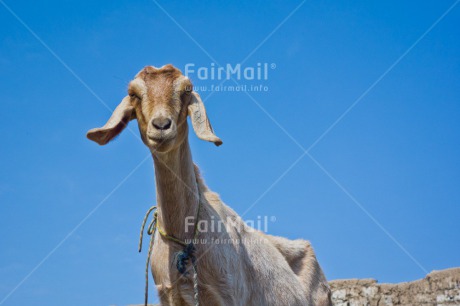 Fair Trade Photo Activity, Agriculture, Animals, Colour image, Cute, Funny, Goat, Horizontal, Looking at camera, Low angle view, Peru, Sky, South America