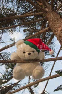 Fair Trade Photo Activity, Christmas, Closeup, Colour image, Cute, Funny, Hat, Looking at camera, Peru, Red, South America, Teddybear, Tree, Vertical