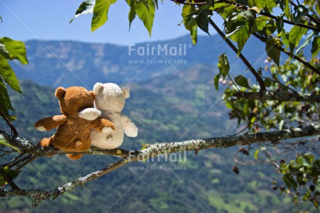 Fair Trade Photo Activity, Colour image, Cute, Day, Friendship, Hugging, Love, Outdoor, Peru, Scenic, South America, Teddybear, Together, Tree