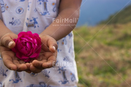 Fair Trade Photo Activity, Colour image, Day, Flower, Giving, Hand, One girl, Outdoor, People, Peru, Pink, South America