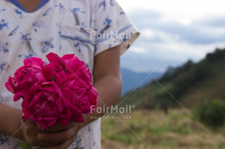 Fair Trade Photo Activity, Colour image, Day, Flower, Giving, Hand, One girl, Outdoor, People, Peru, Pink, South America